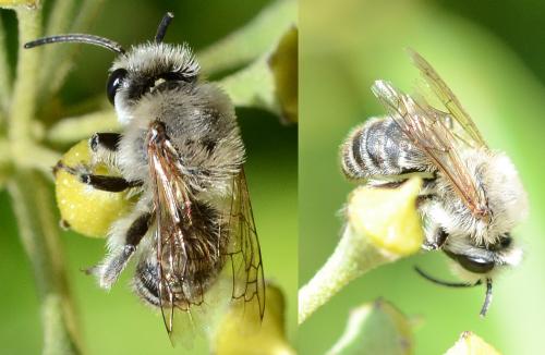 Colletes sp.